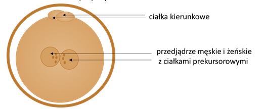 schemat2