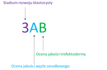 schemat8