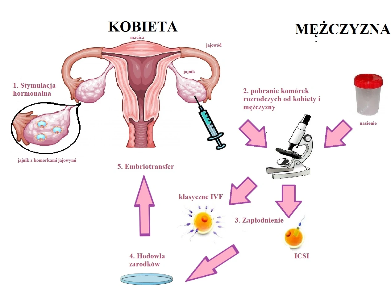 przebieg in vitro